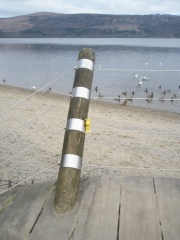 With the Scottish wildlife