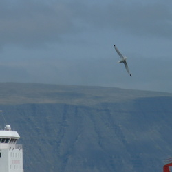 Birds of Iceland